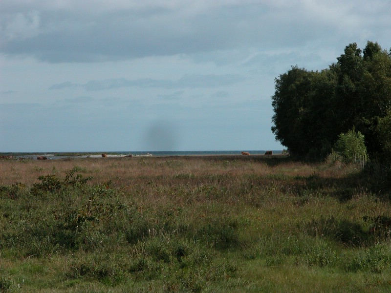 Falsterbo 2007 (073).JPG