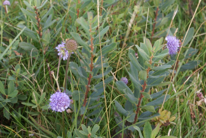 Falsterbo 2007 (077).JPG