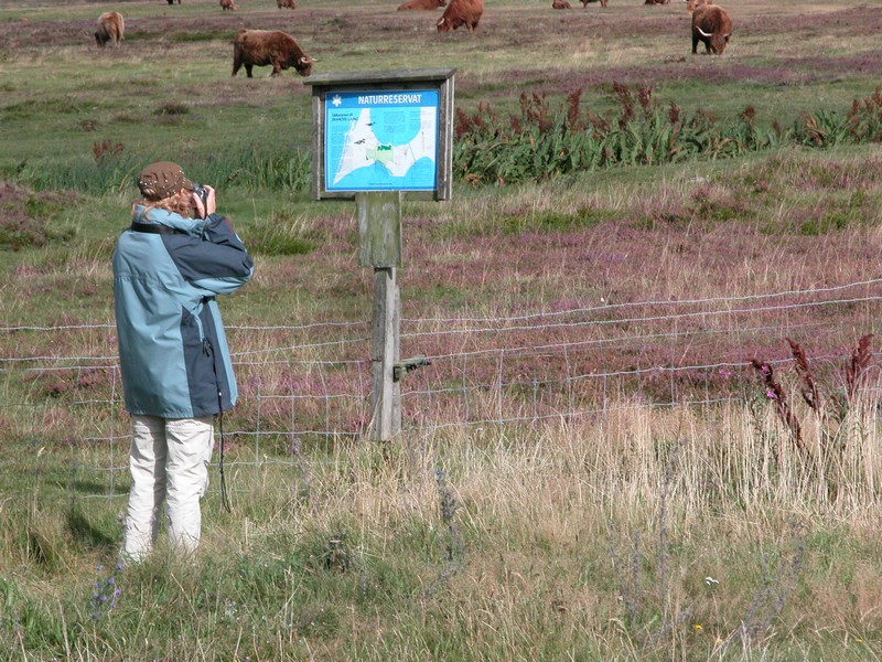 Falsterbo 2007 (078).JPG