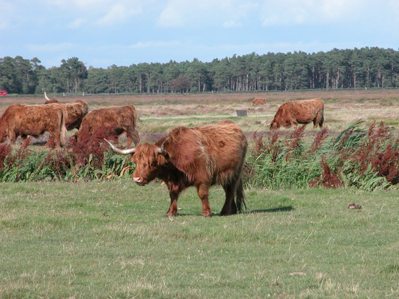 Falsterbo 2007 (084).JPG