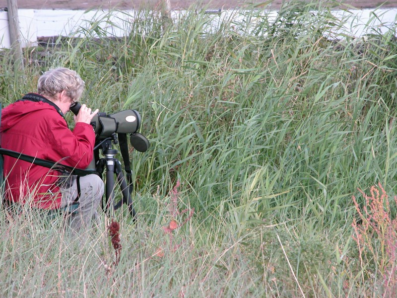 Falsterbo 2007 (091).JPG