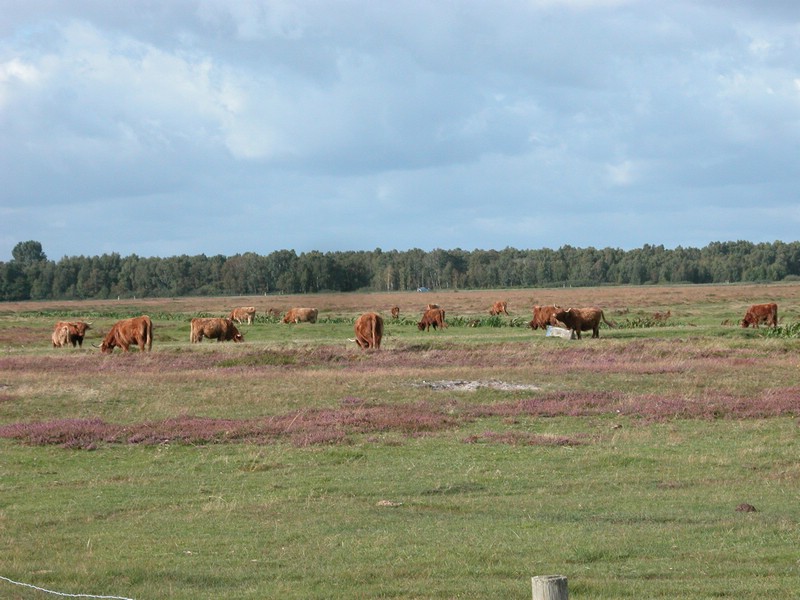 Falsterbo 2007 (099).JPG