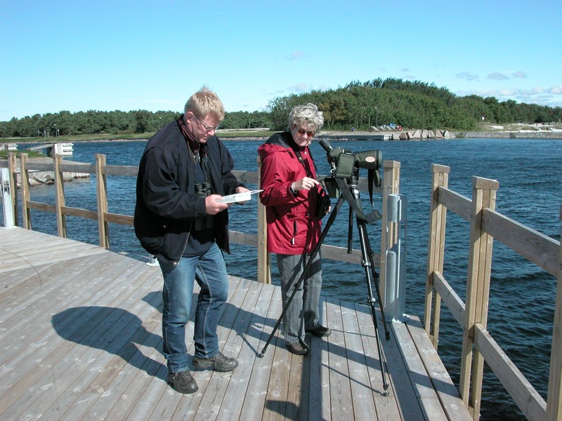 Falsterbo 2007 (126).JPG