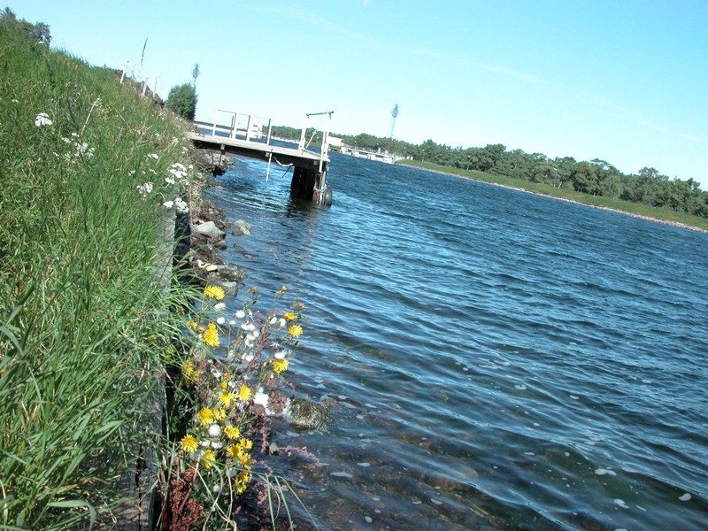 Falsterbo 2007 (150).JPG