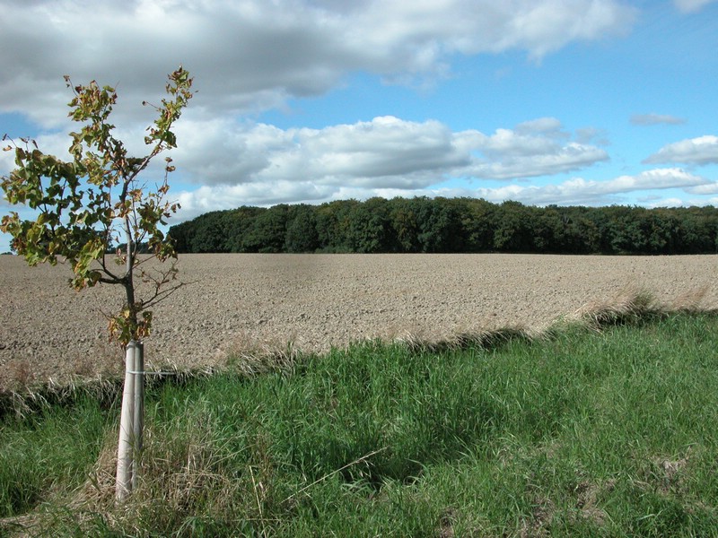 Falsterbo 2007 (160).JPG