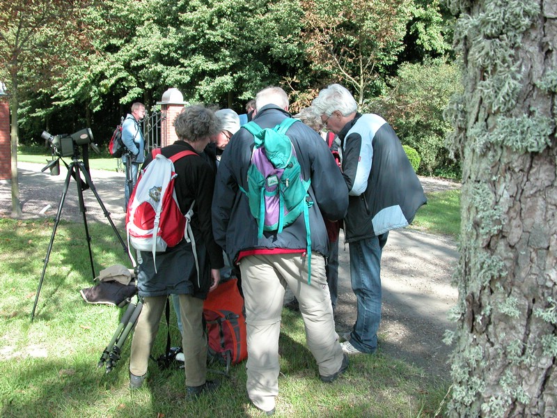 Falsterbo 2007 (164).JPG