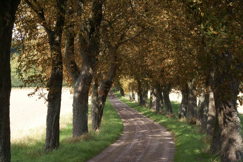 Falsterbo 2007 (171).JPG