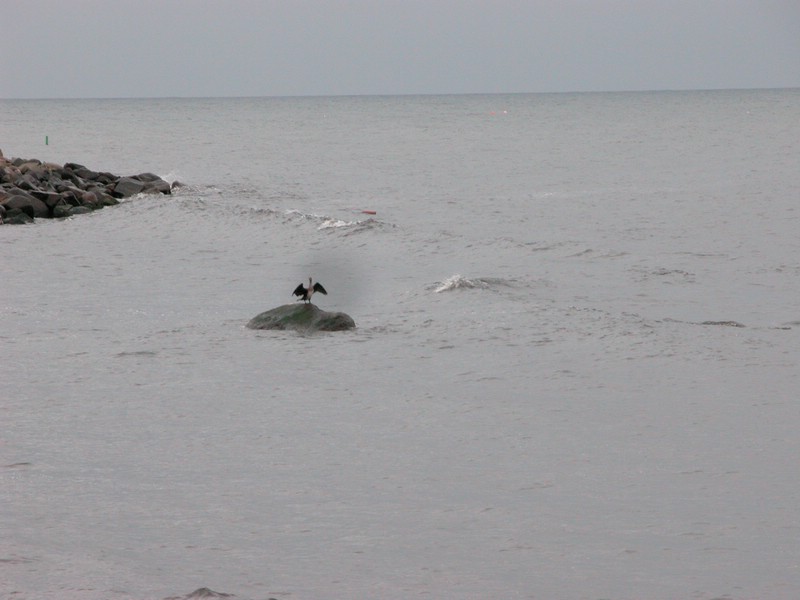 Falsterbo 2007 (197).JPG