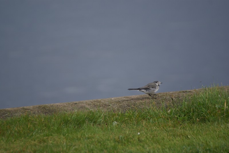 Falsterbo 2007 (201).JPG