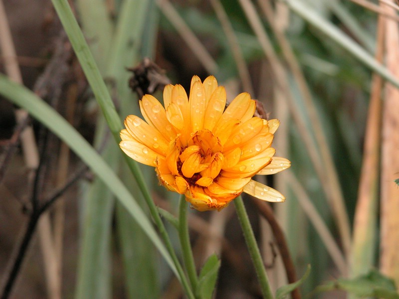 Falsterbo 2007 (203).JPG