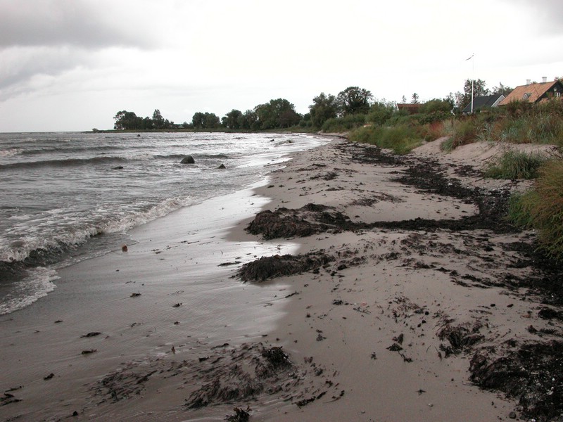 Falsterbo 2007 (204).JPG