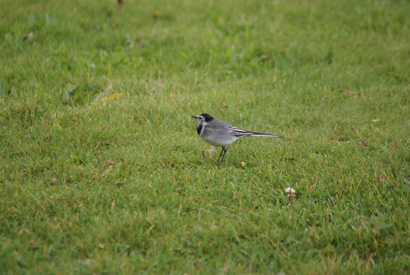 Falsterbo 2007 (209).JPG