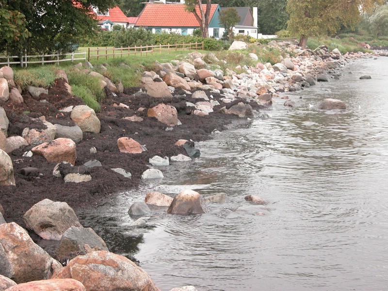 Falsterbo 2007 (211).JPG