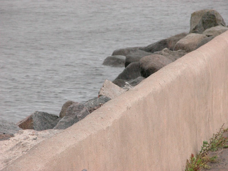 Falsterbo 2007 (213).JPG