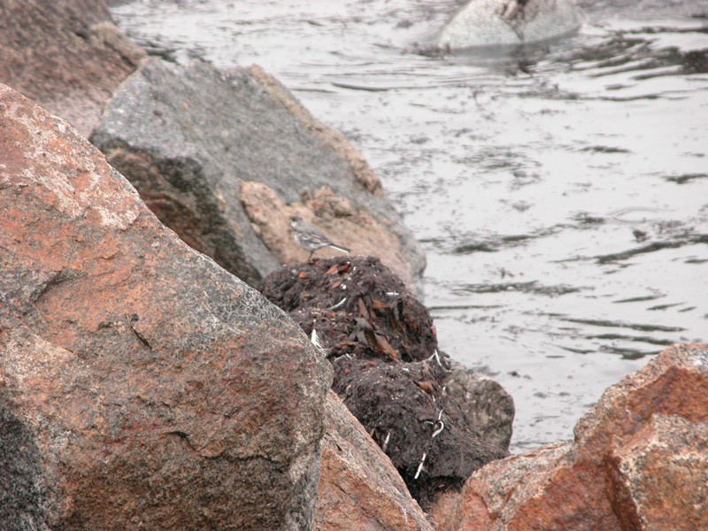 Falsterbo 2007 (219).JPG