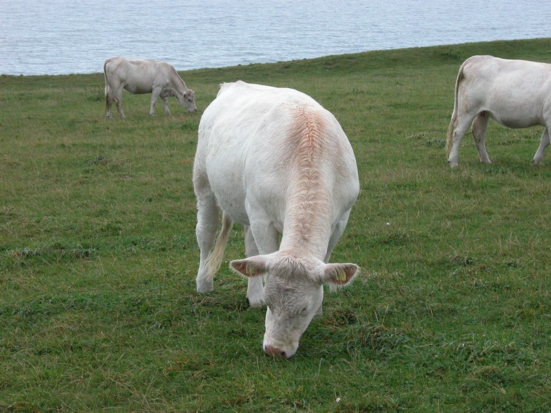 Falsterbo 2007 (255).JPG