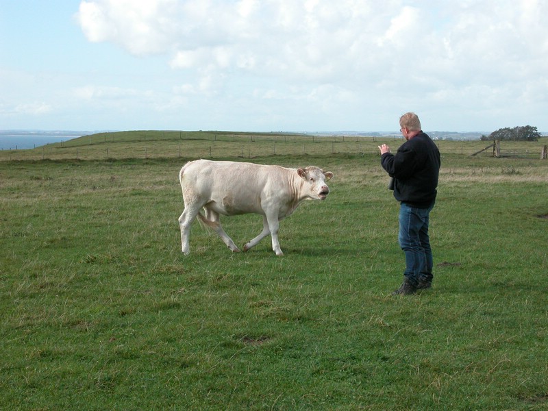 Falsterbo 2007 (270).JPG