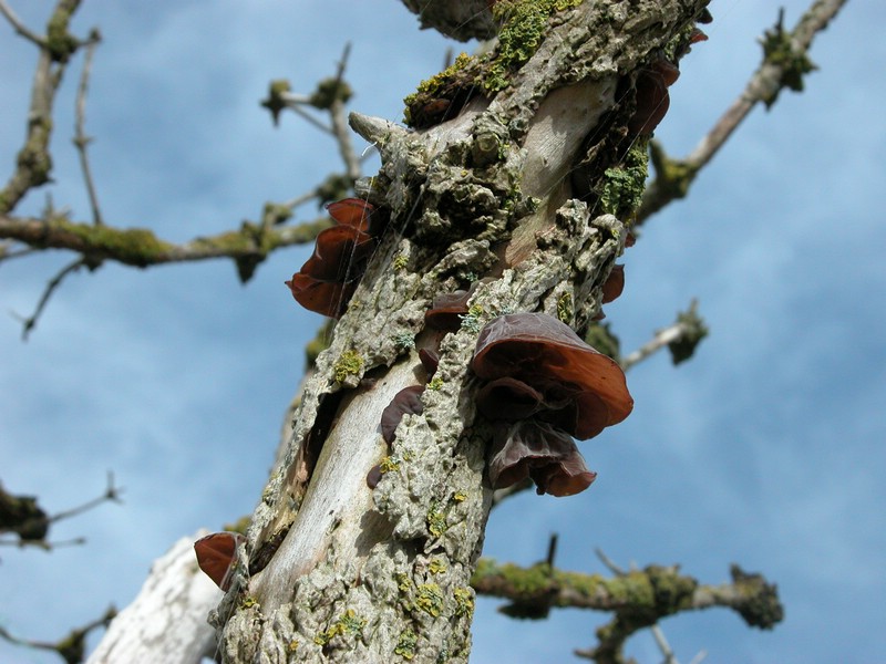 Falsterbo 2007 (289).JPG