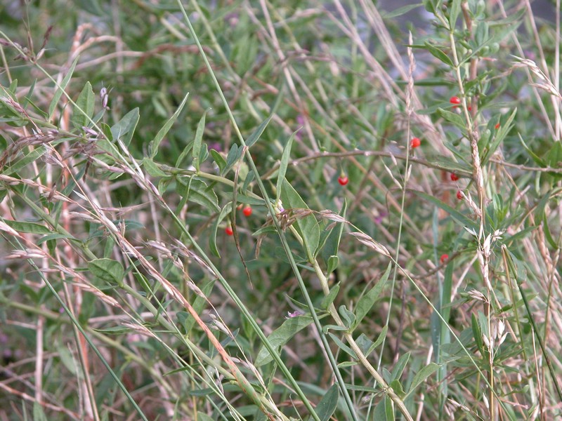 Falsterbo 2007 (292).JPG