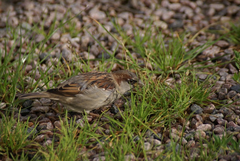 Falsterbo 2007 (296).JPG