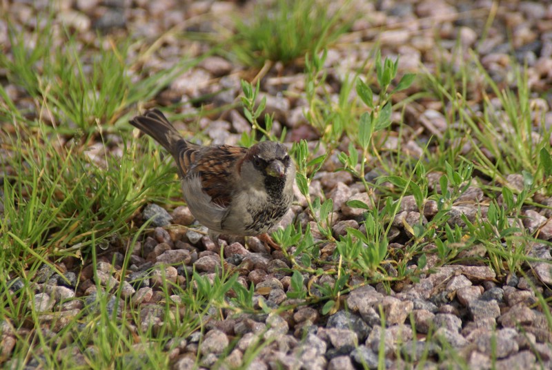 Falsterbo 2007 (297).JPG