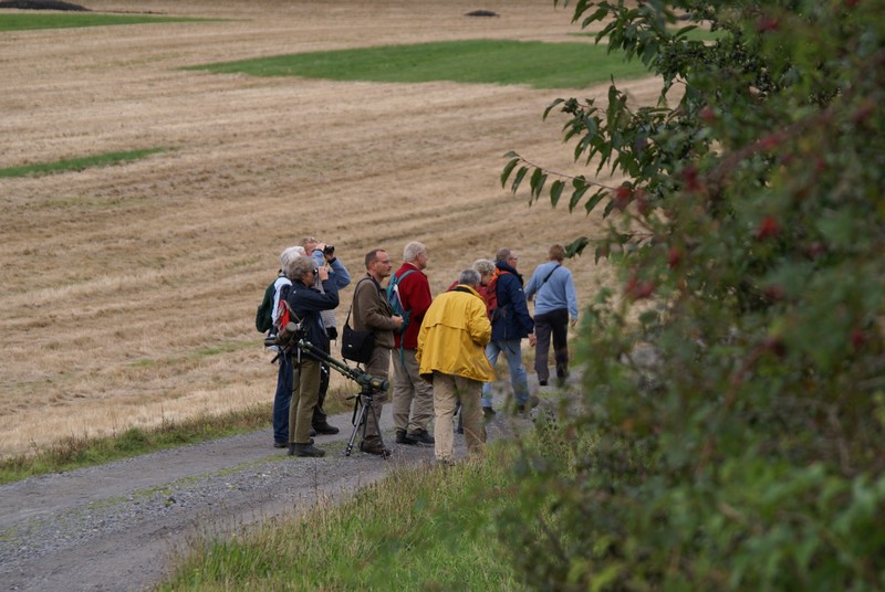 Falsterbo 2007 (326).JPG