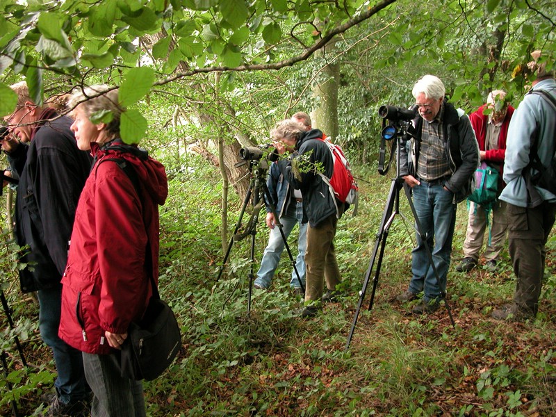 Falsterbo 2007 (332).JPG