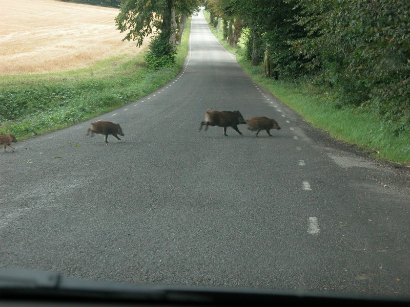 Falsterbo 2007 (345).JPG