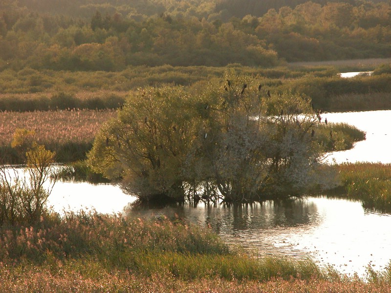 Falsterbo 2007 (380).JPG