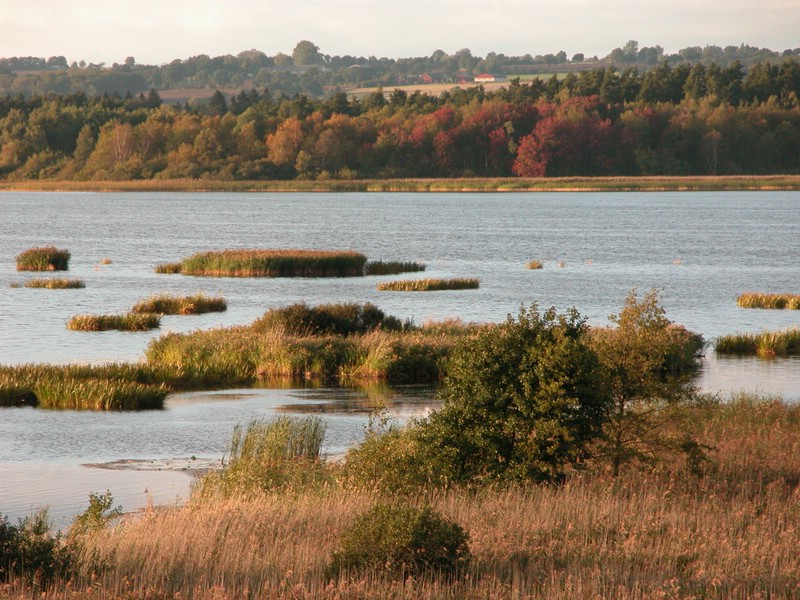 Falsterbo 2007 (381).JPG