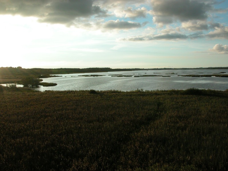 Falsterbo 2007 (382).JPG