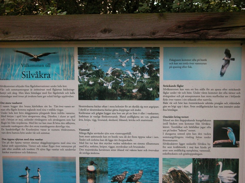 Falsterbo 2007 (386).JPG