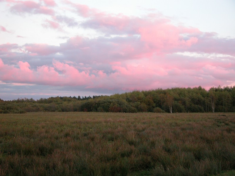 Falsterbo 2007 (390).JPG