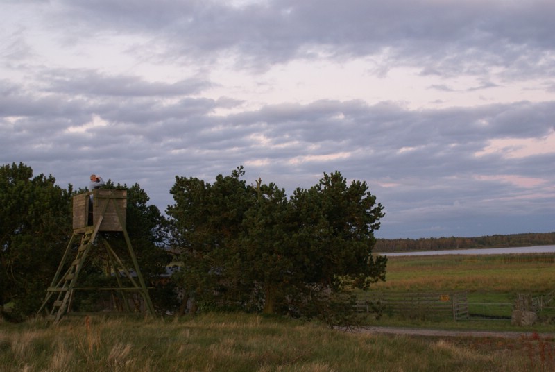 Falsterbo 2007 (391).JPG