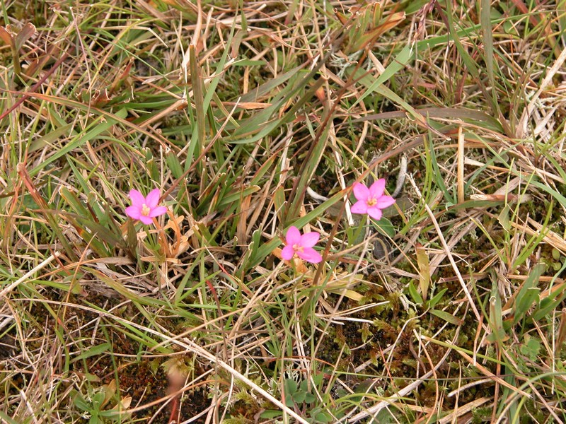 Falsterbo 2007 (413).JPG