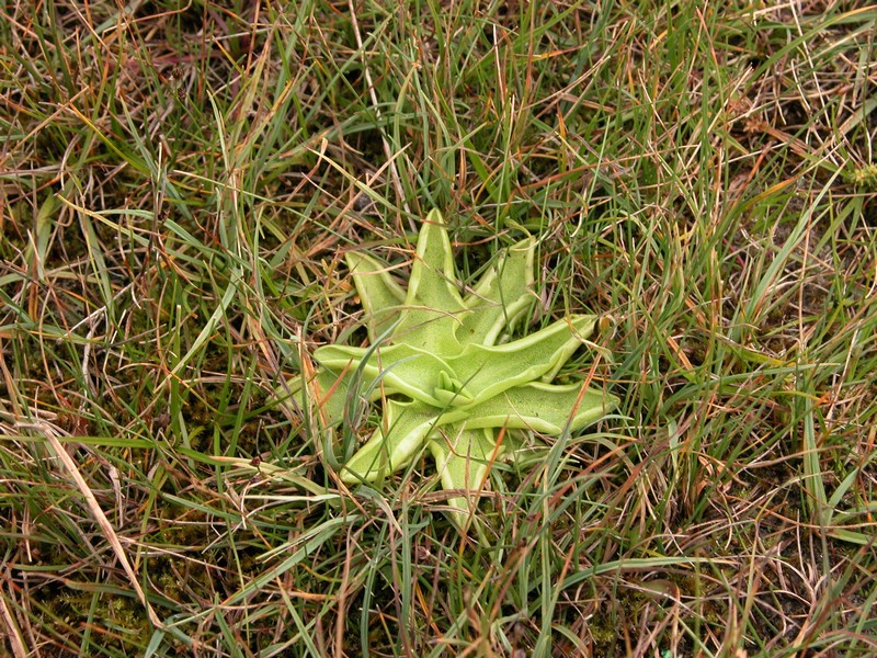 Falsterbo 2007 (418).JPG