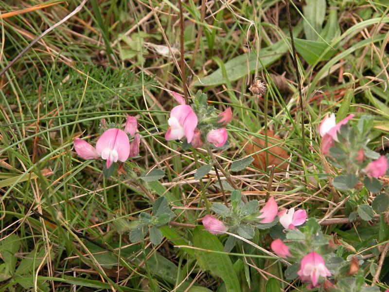 Falsterbo 2007 (421).JPG