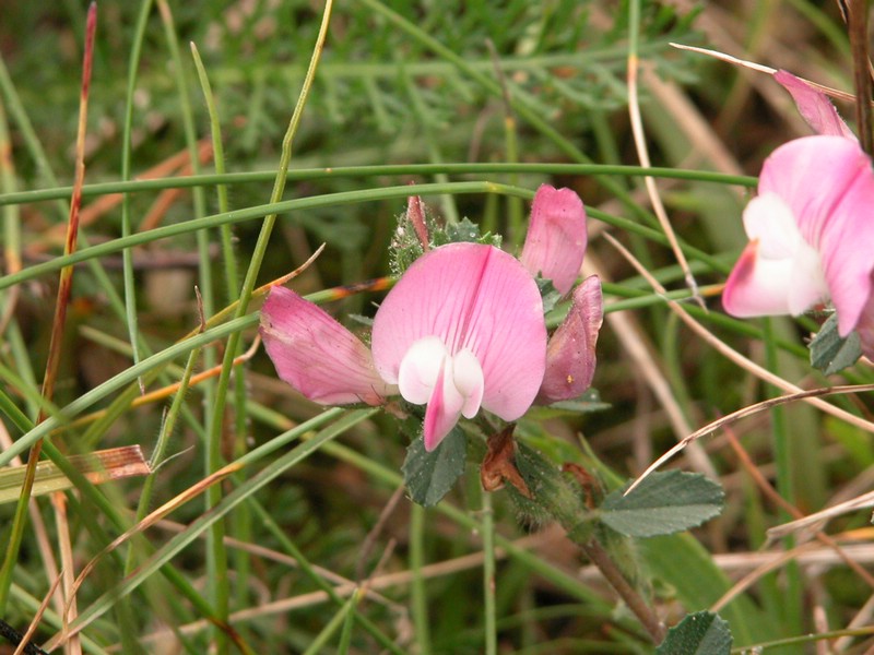 Falsterbo 2007 (422).JPG