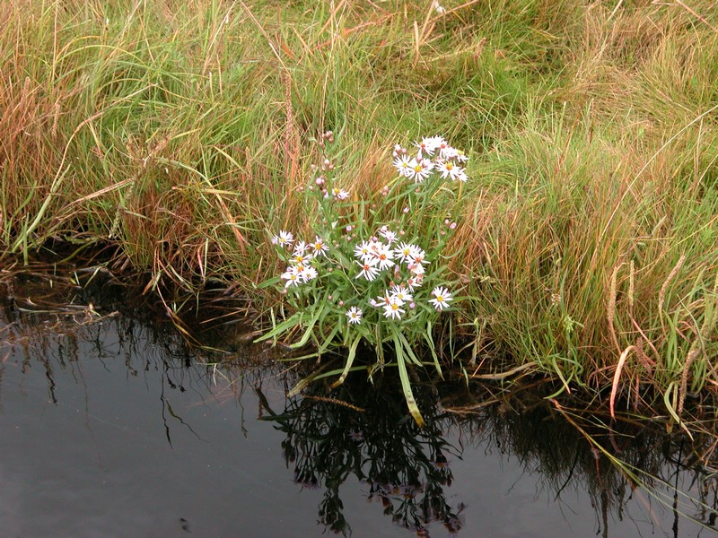 Falsterbo 2007 (428).JPG