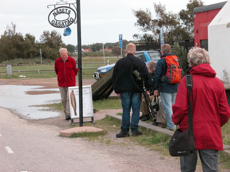 Falsterbo 2007 (440).JPG