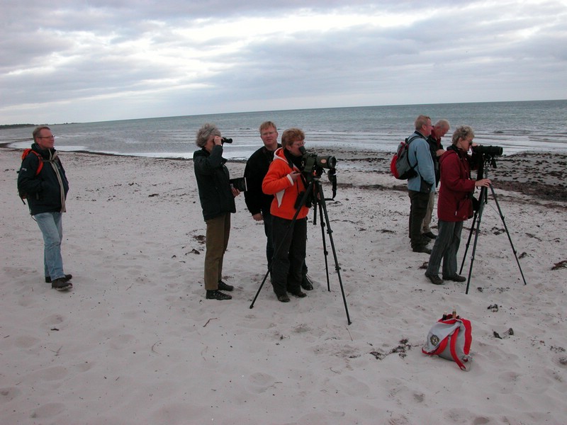 Falsterbo 2007 (448).JPG