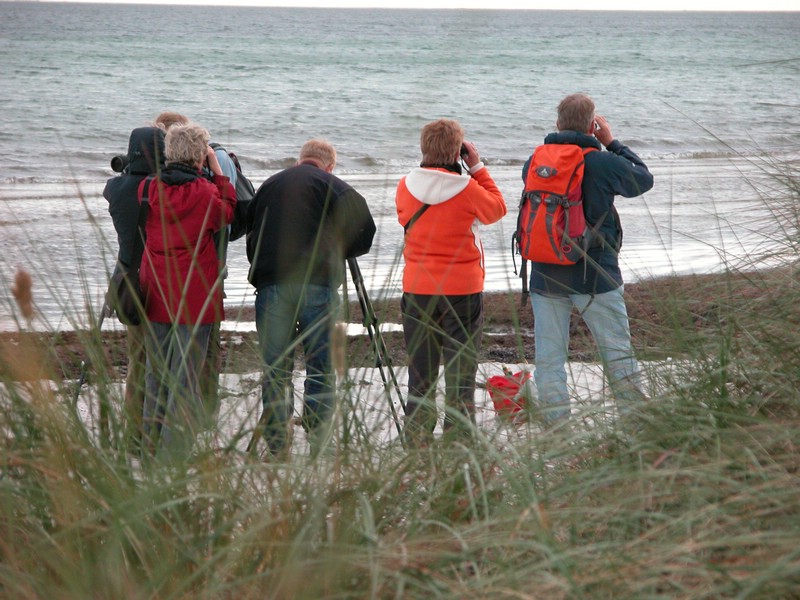 Falsterbo 2007 (449).JPG