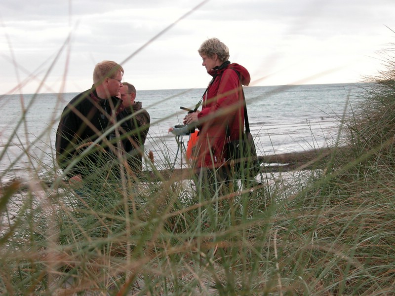 Falsterbo 2007 (452).JPG