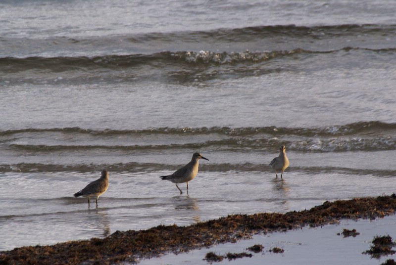 Falsterbo 2007 (468).JPG