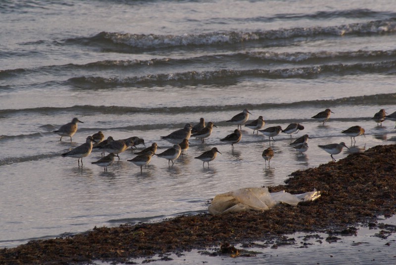 Falsterbo 2007 (478).JPG