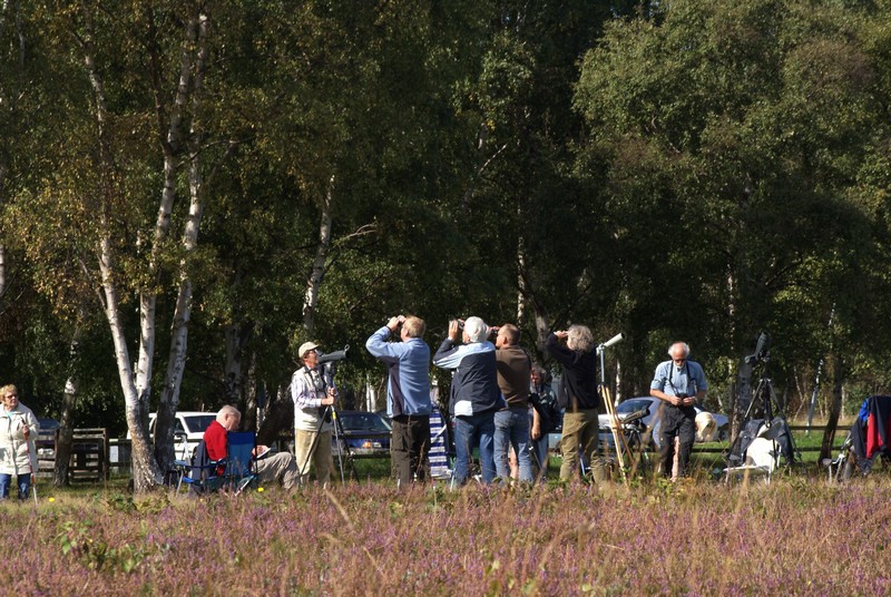 Falsterbo 2007 (525).JPG