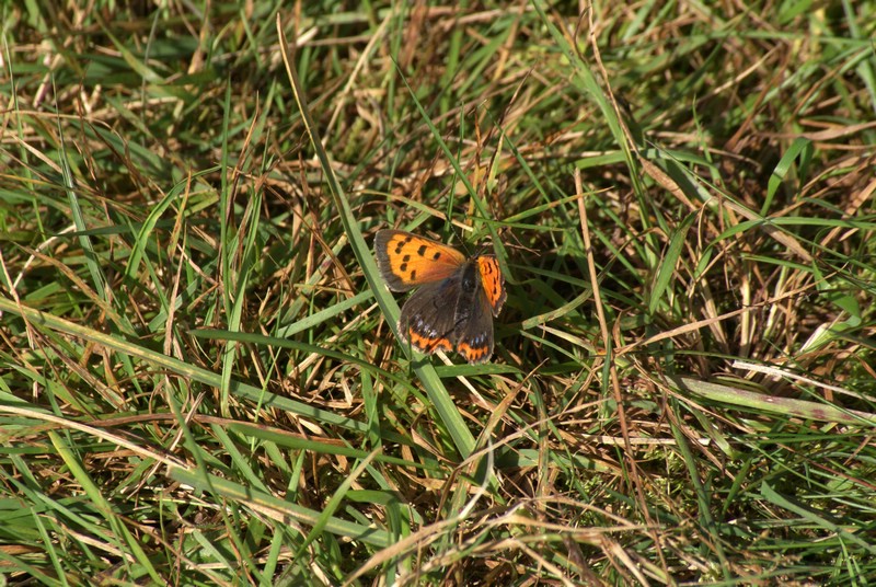 Falsterbo 2007 (539).JPG