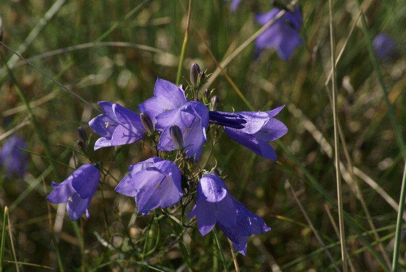 Falsterbo 2007 (546).JPG