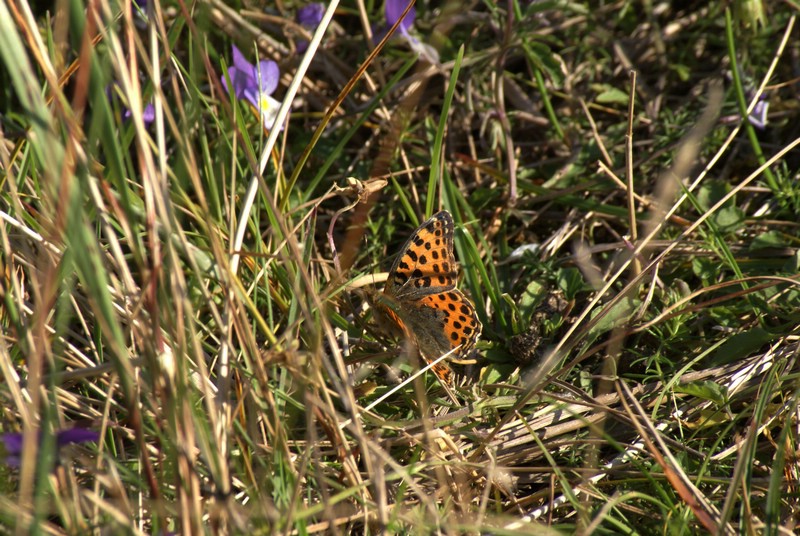 Falsterbo 2007 (555).JPG