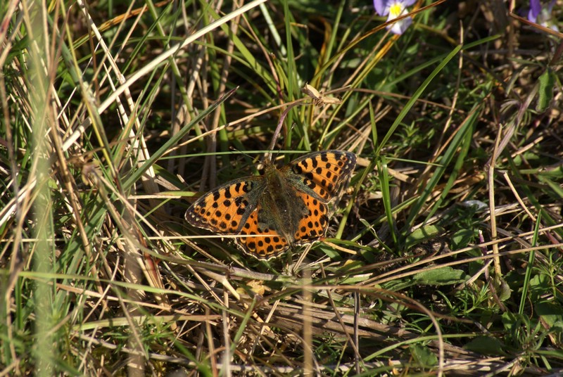 Falsterbo 2007 (556).JPG